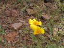 PICTURES/Wildflowers - Desert in Bloom/t_Poppy1.JPG